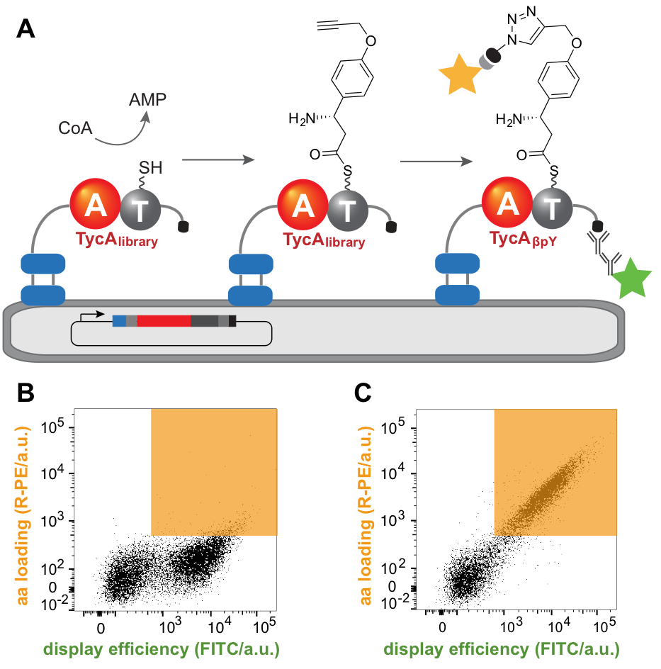 Enlarged view: Figure 1: Scheme of the FACS high-throughput assay for adenylation domain activity. A) A nonribosomal peptide synthetase module (red and grey) is displayed on yeast cells. The “clickable” amino acid of interest is loaded onto the thiol of the phosphopantetheine arm and active variants were labeled with a fluorophore (orange) via click chemistry. B) Flow cytometry dot plots of variants incapable of loading the amino acid of interest (few signals in the top right region, colored in orange). C) Flow cytometry dot plots of active variants for the amino acid of interest (high amount of signals in the top right region, colored in orange).